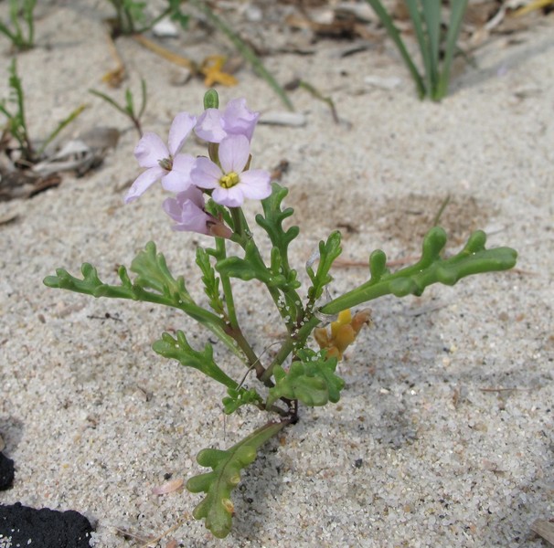 Cakile maritima